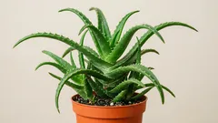 Aloe vera richtig pflegen: Standort, Giessen und Erde für eine gesunde Zimmerpflanze